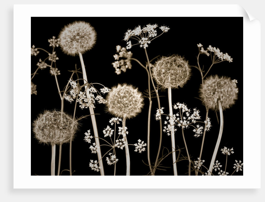 Meadow flowers by Assaf Frank